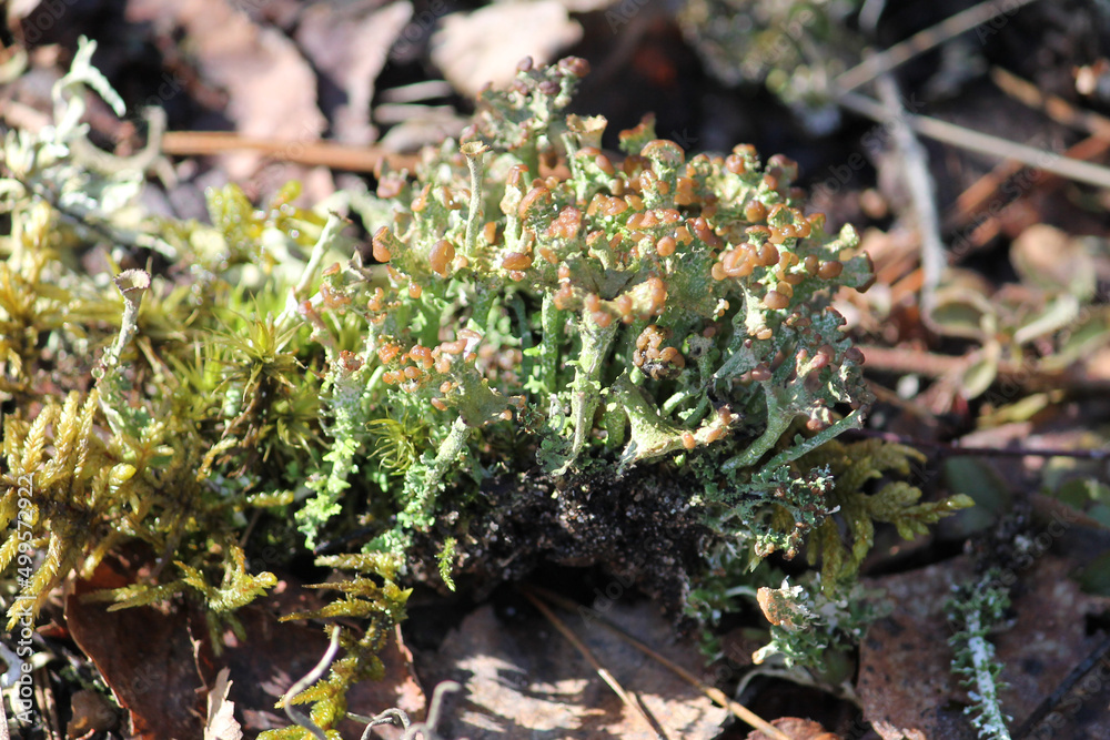 Lichen Cladonia verticillata in wild nature Lichen Cladonia verticillata in wild nature