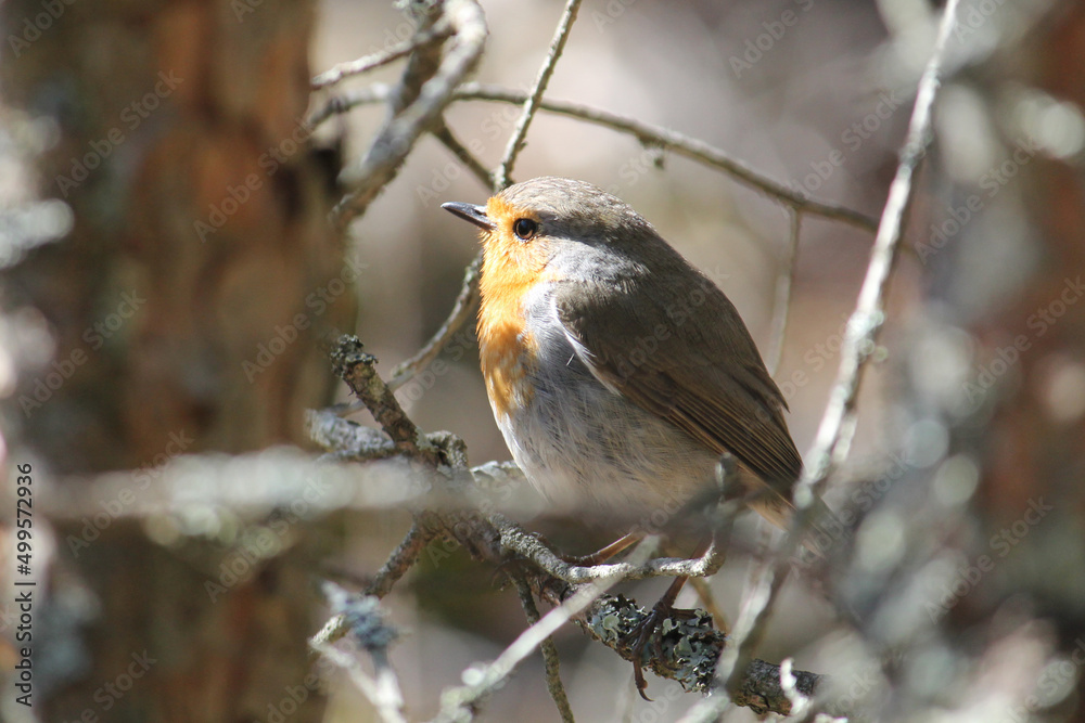 European robin (Erithacus rubecula) bird sitting on branch. April, Belarus European robin (Erithacus rubecula) bird sitting on branch. April, Belarus