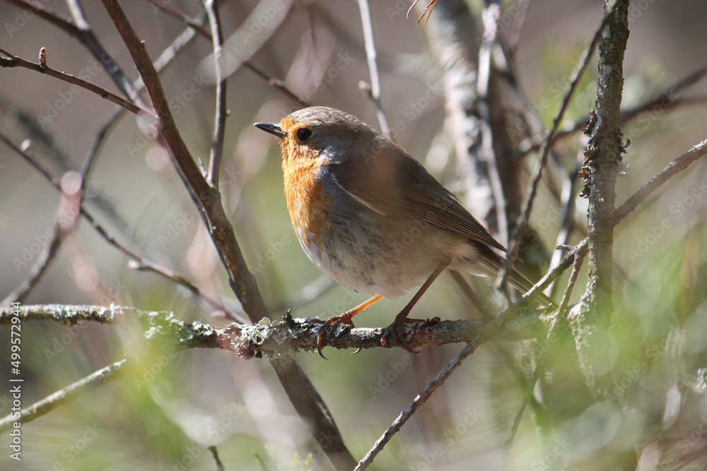 European robin (Erithacus rubecula) bird sitting on branch. April, Belarus European robin (Erithacus rubecula) bird sitting on branch. April, Belarus