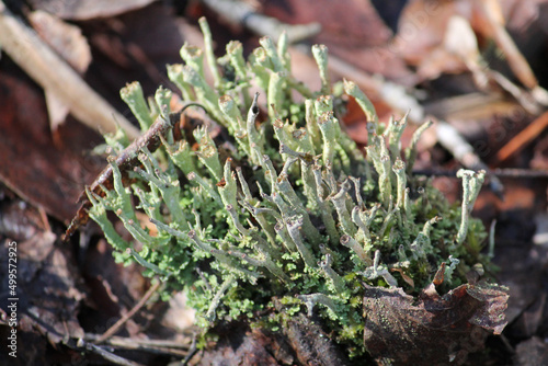 Lichen Cladonia verticillata in wild nature photo
