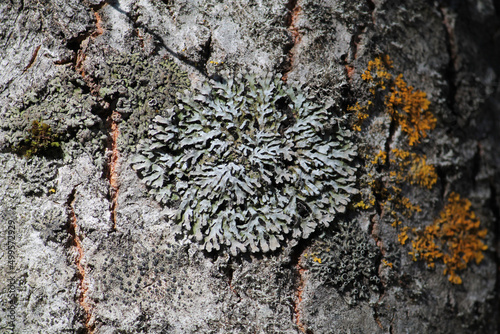 Physconia distorta lichen in wild on tree bark. April, Belarus photo