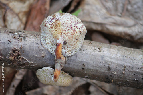 Winter Polypore fungus or Lentinus brumalis (syn. Polyporus brumalis) on tree branch. April, Belarus