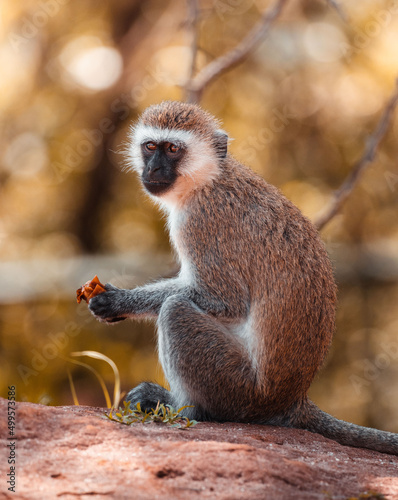 Canvas Print Velvet monkey eating stolen food from tourists, Tarangire national park reserve,