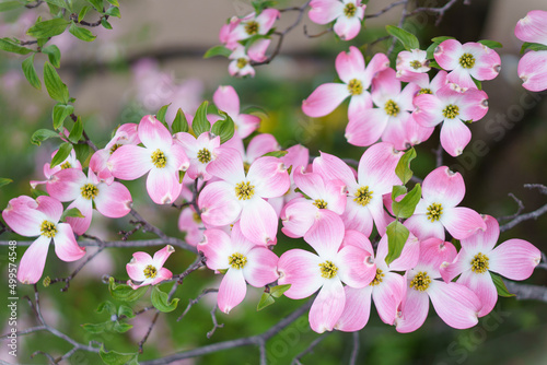ピンク色の花水木の花