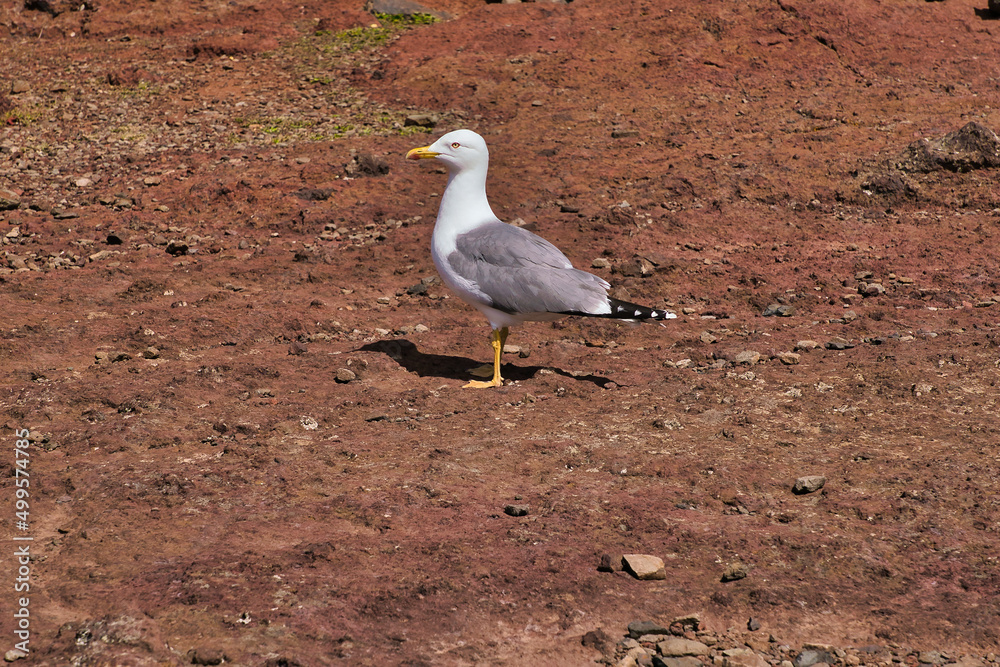 Fototapeta premium A Seagull at Ponta de Sao Lourenco, Madeira,Portugal. Beautiful scenic mountain view of green landscape,cliffs and Atlantic Ocean.