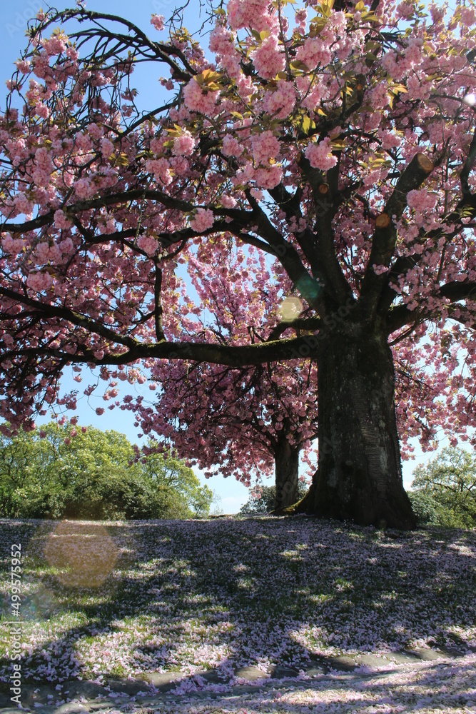 Naklejka premium Japanese flowering cherry