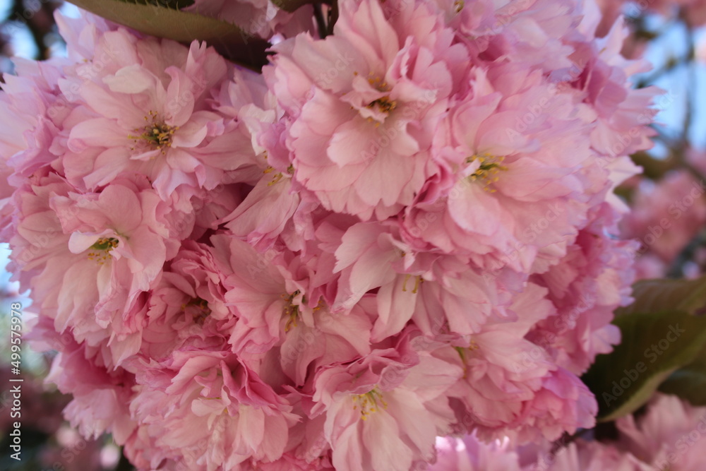 Fototapeta premium Japanese flowering cherry