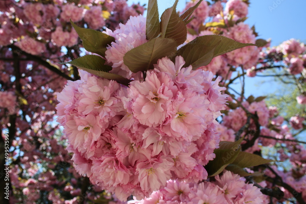 Fototapeta premium Japanese flowering cherry