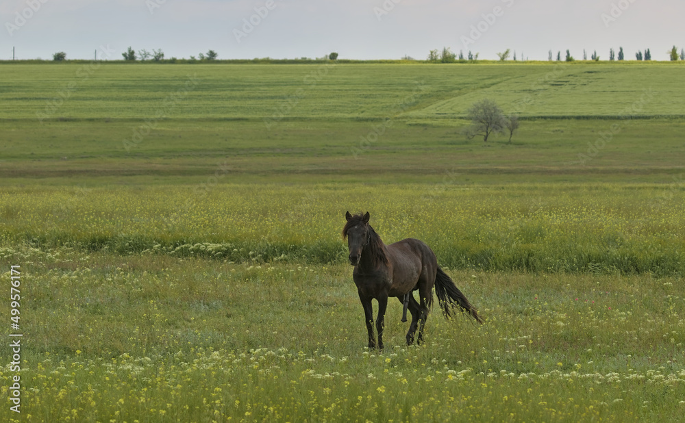 Portrait of a dark brown beautiful horse with his head raised on a green meadow. Picturesque rural landscape. a big, strong, hardy horse. Odessa region, Ukraine. On the eve of the moscow invasion. Portrait of a dark brown beautiful horse with his head raised on a green meadow. Picturesque rural landscape. a big, strong, hardy horse. Odessa region, Ukraine. On the eve of the moscow invasion.