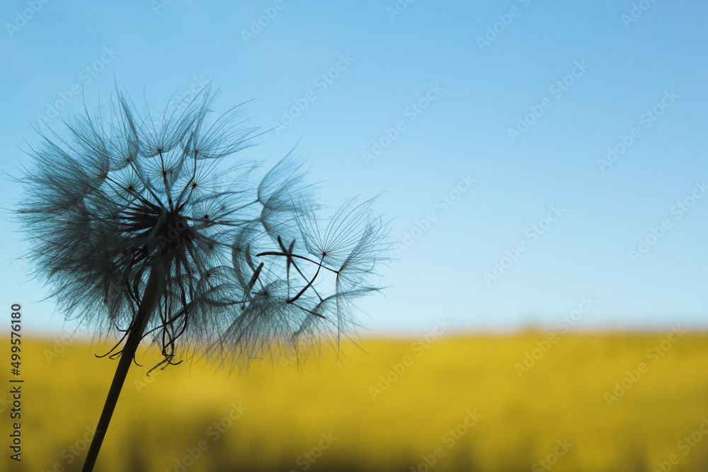 Flying dandelion seeds against blue sky and yellow field background. National colors of Ukraine concept
