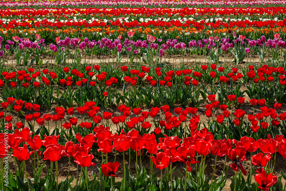 Variety of tulips in Bulb fields. Colorful horizontal stripes. Italy. Bologna.