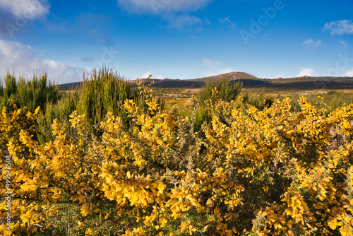 Fototapeta Naklejka Na Ścianę i Meble -  Highland plateau Paul da Serra with yellow flowers on the front of view, Madeira, Portugal