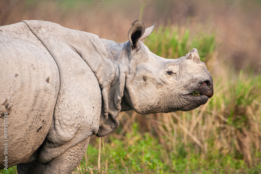 Greater one-horned Rhino in the open plains of Kaziranga National Park, India Greater one-horned Rhino in the open plains of Kaziranga National Park, India
