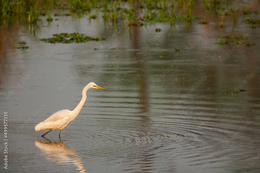 Fototapeta premium Intermediate Egret fishing in the shallow water of Kaziranga National Park