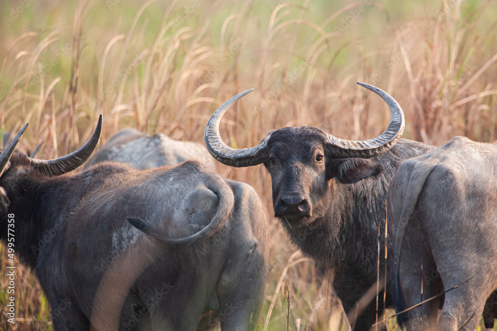 Indian water buffalo herd relaxing in the long grass of Kaziranga National Park Indian water buffalo herd relaxing in the long grass of Kaziranga National Park