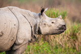 Greater one-horned Rhino in the open plains of Kaziranga National Park, India