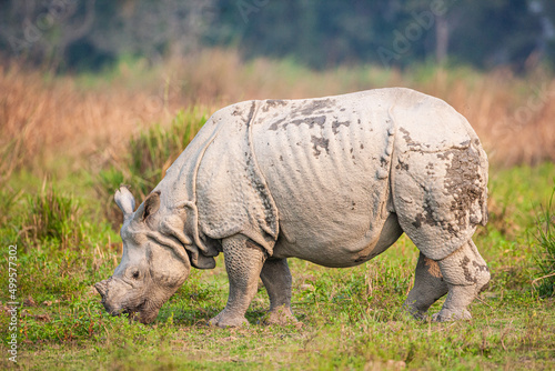 Greater one-horned Rhino in the open plains of Kaziranga National Park  India