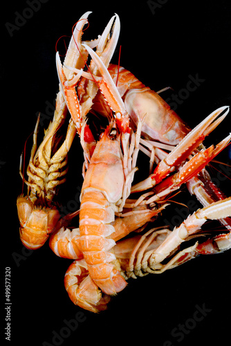 Norway lobster