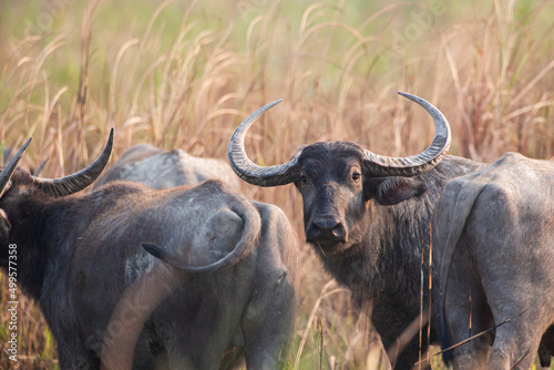 Indian water buffalo herd relaxing in the long grass of Kaziranga National Park