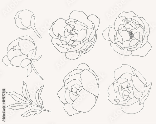 doodle line art peony flower bouquet elements collection