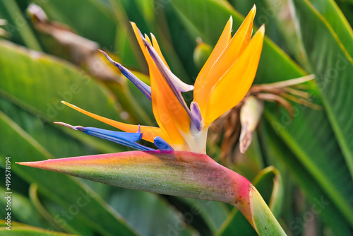 Strelitzia Reginae flower closeup, bird of paradise flower. Madeira island, Portugal