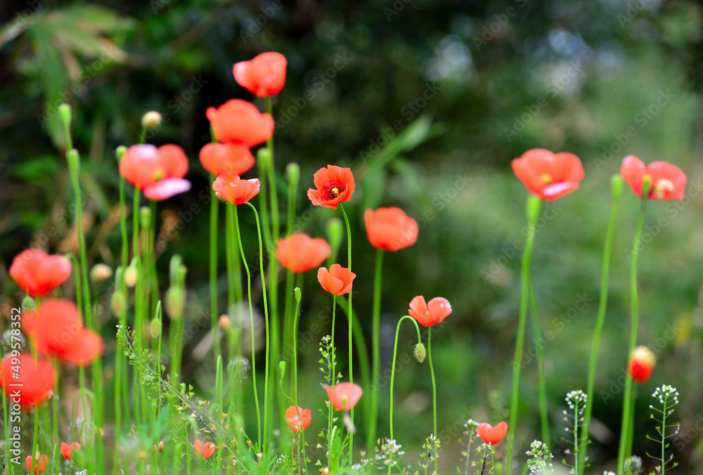 Fototapeta premium ポピーの花