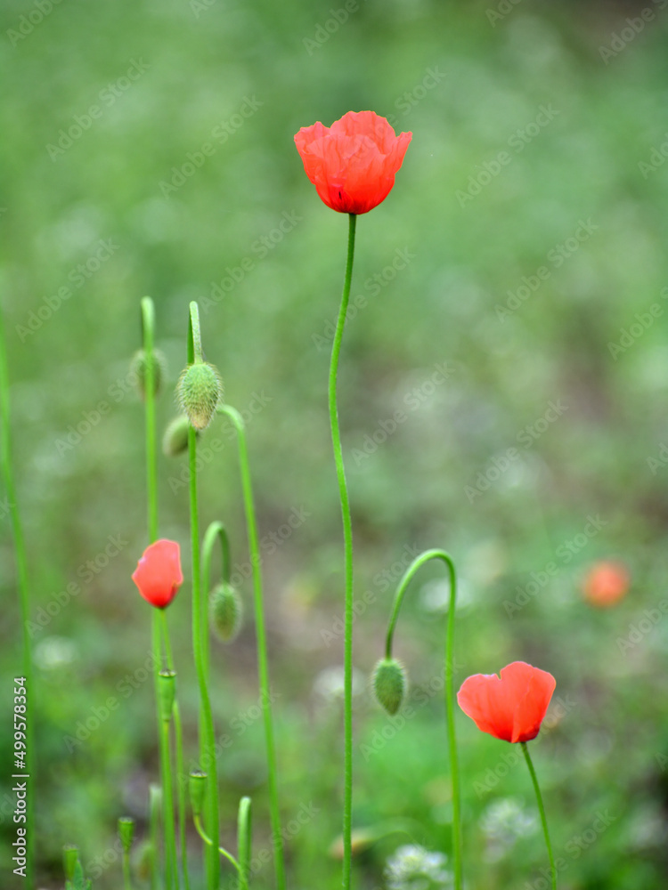 Obraz premium ポピーの花