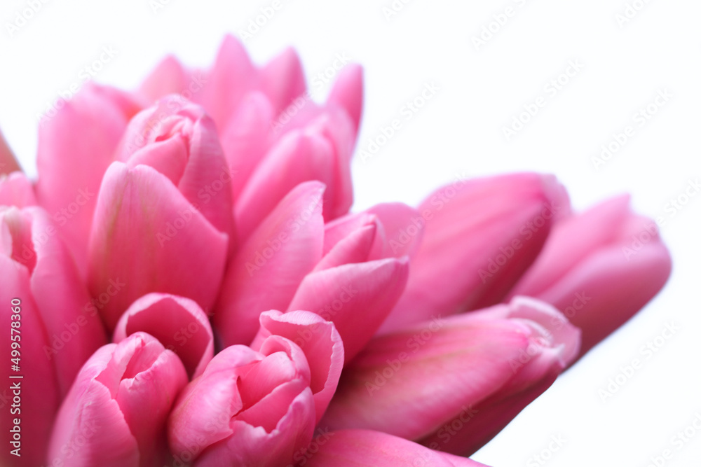 Bouquet of pink flowers on a white background. Bunch of beautiful Tulips. Close up of TuliS petals. Place for text. Spring flowers .Easter or Valentine's day greeting card. Copy space Bouquet of pink flowers on a white background. Bunch of beautiful Tulips. Close up of TuliS petals. Place for text. Spring flowers .Easter or Valentine's day greeting card. Copy space