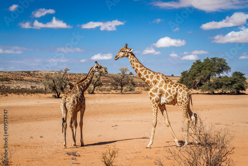 Giraffe mother and cub in desert land !in Kgalagadi transfrontier park, South Africa ; Specie Giraffa camelopardalis family of Giraffidae