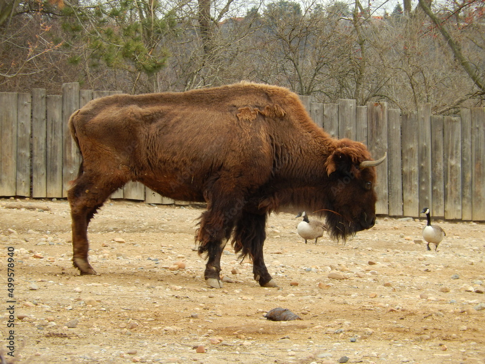 Wild animals - Prague Zoo - Praha - Lion - Monkey - Bison - Fox Wild animals - Prague Zoo - Praha - Lion - Monkey - Bison - Fox