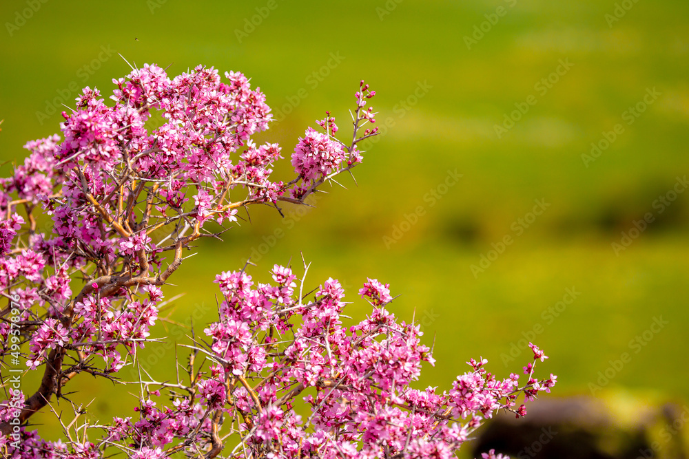 Beautiful spring flowers in mountain nature. Unusual flowering bushes. Flowering bushes and trees against the backdrop of green meadows. Beautiful spring flowers in mountain nature. Unusual flowering bushes. Flowering bushes and trees against the backdrop of green meadows.