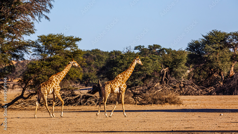 Obraz premium Two Giraffes walking in dry land scenery in Kgalagadi transfrontier park, South Africa ; Specie Giraffa camelopardalis family of Giraffidae