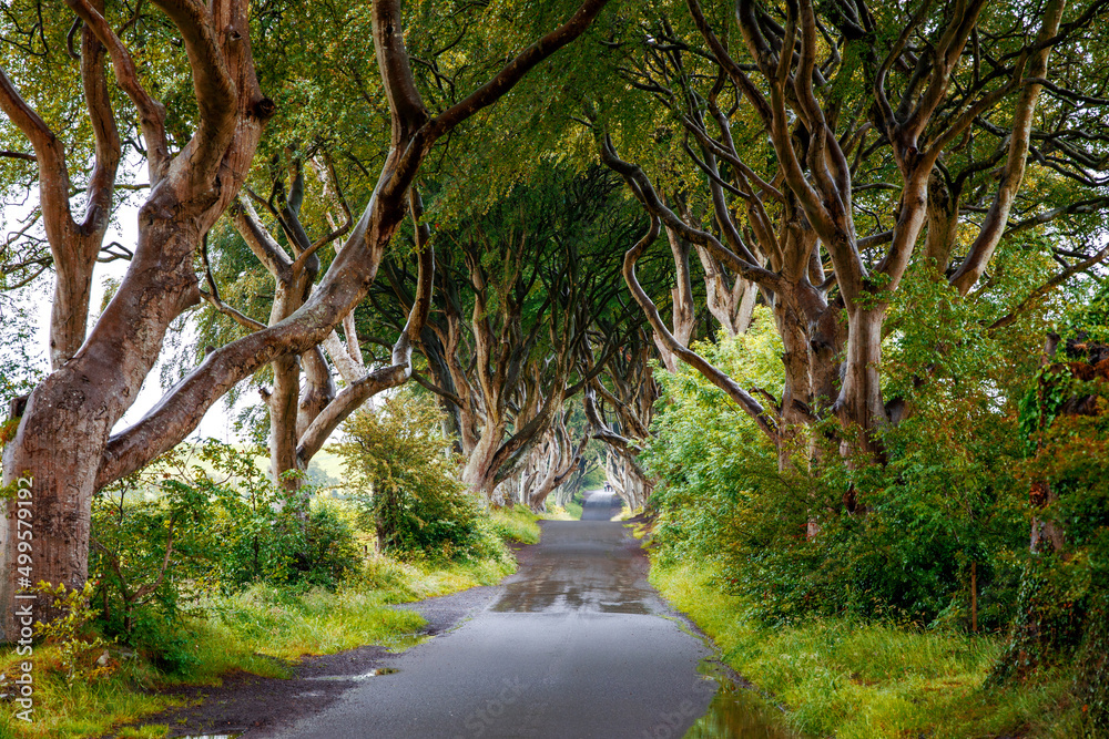 Fototapeta premium Spectacular Dark Hedges in County Antrim, Northern Ireland on cloudy foggy day. Avenue of beech trees along Bregagh Road between Armoy and Stranocum. Empty road without tourists