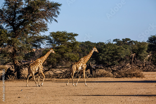 Two Giraffes walking in dry land scenery in Kgalagadi transfrontier park, South Africa ; Specie Giraffa camelopardalis family of Giraffidae