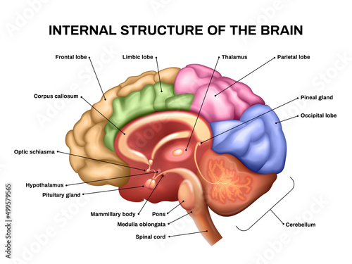 Realistic Brain Anatomy