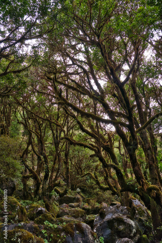 Beautiful green nature view of the UNESCO Laurissilva forest Laurel forest in the mountains of Madeira in spring