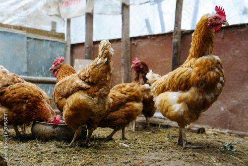 Brown chickens eat food and walk around the yard