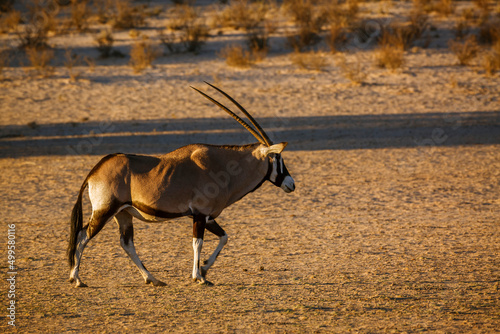South African Oryx walking in morning light in Kgalagadi transfrontier park, South Africa; specie Oryx gazella family of Bovidae
