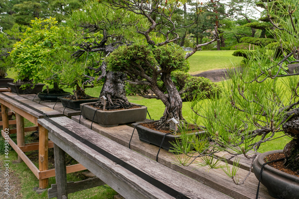 Tokyo, Japan - 05.13.2019: Very old bonsai trees on a wooden desk outdoors in Happo-en garden on a cloudy day of spring. Hundreds of years old bonsai. Tokyo, Japan - 05.13.2019: Very old bonsai trees on a wooden desk outdoors in Happo-en garden on a cloudy day of spring. Hundreds of years old bonsai.