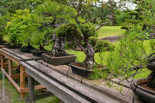 Tokyo, Japan - 05.13.2019: Very old bonsai trees on a wooden desk outdoors in Happo-en garden on a cloudy day of spring. Hundreds of years old bonsai.