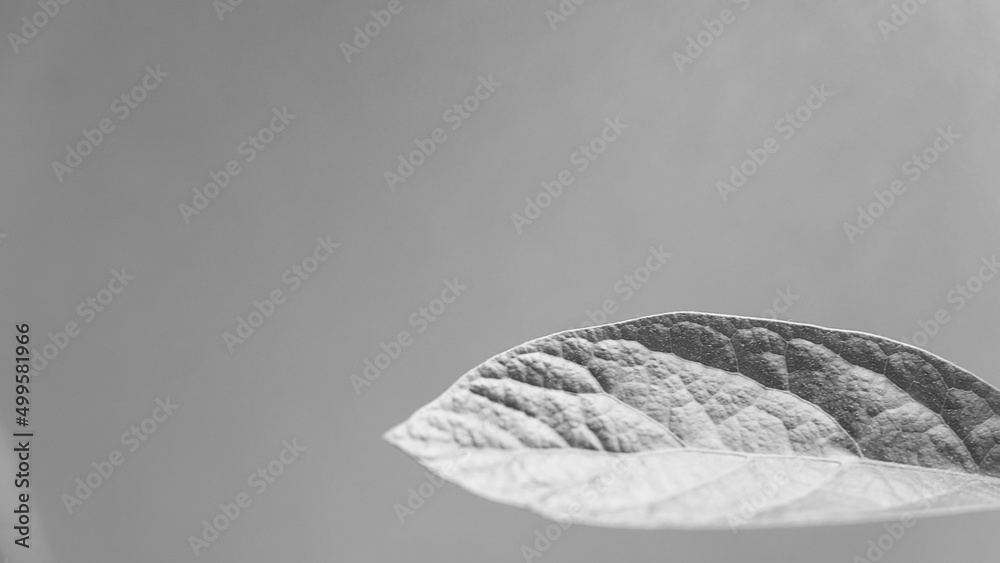 Black and white image of an avocado plant showing its roots in a bottle of water. Black and white image of an avocado plant showing its roots in a bottle of water.