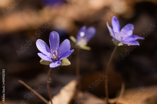 Spring flowers in the forest, Hepatica, Anemone hepatica, blue spring flower, brown background. 