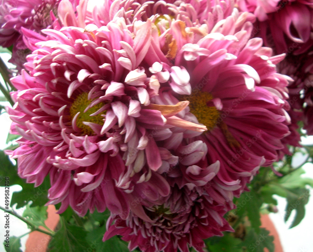 Mum Grape Queen (Mum, Football Style Chrysanthemum) fully bloom at garden in Gangtok, Sikkim. Around 4000 variety species of flowers are found in Eastern Himalayas including Sikkim during spring.