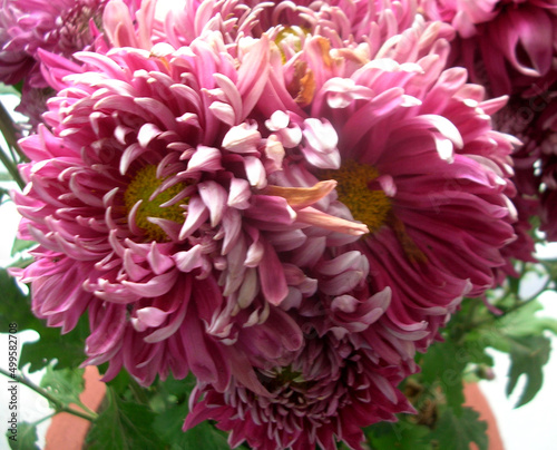 Mum Grape Queen (Mum, Football Style Chrysanthemum) fully bloom at garden in Gangtok, Sikkim. Around 4000 variety species of flowers are found in Eastern Himalayas including Sikkim during spring.