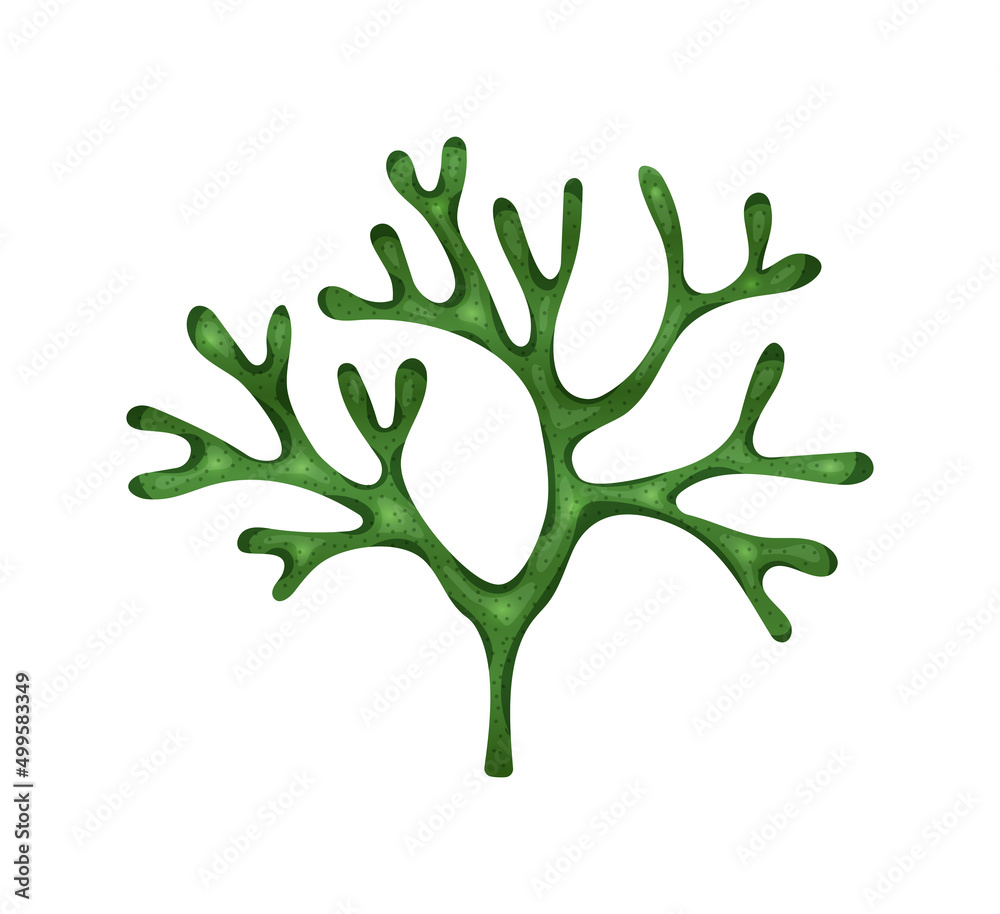 Flat Seaweed Illustration Flat Seaweed Illustration