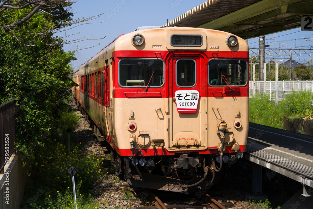 Naklejka premium いすみ鉄道のキハ52・キハ28急行列車