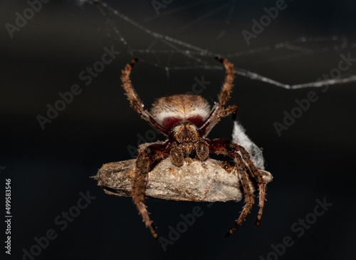 Canvas Print Hungry Spider