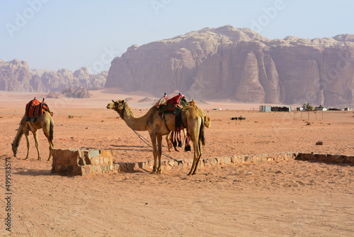 Camel in the desert © Gaia