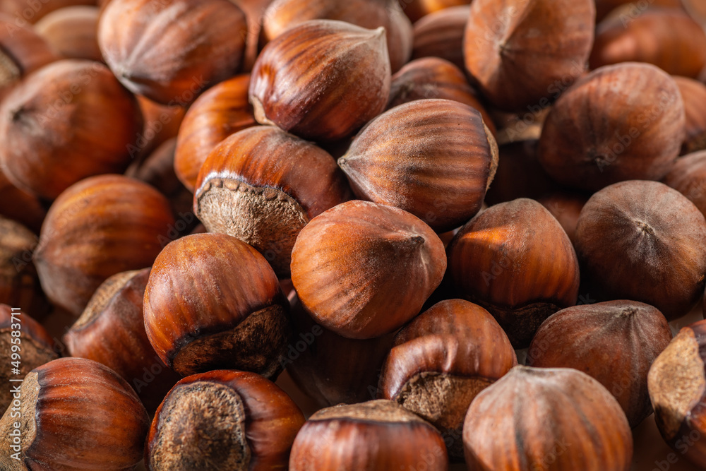 Hazelnuts in the shell. Round filbert, ripe fruit of a Corylus avellana hazel shrubs. Hazelnuts in the shell. Round filbert, ripe fruit of a Corylus avellana hazel shrubs.