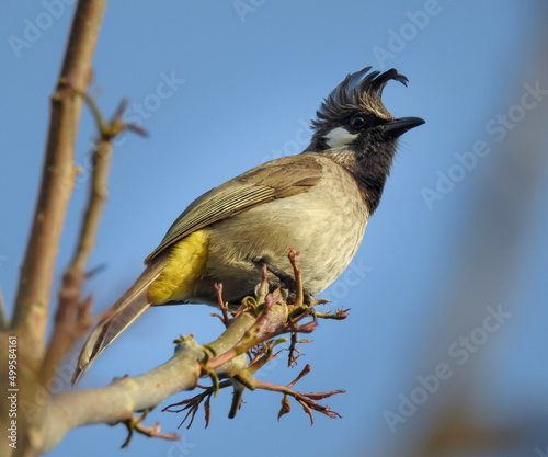 A close up shot of a yellow vented bulbul, (Pycnonotus goiavier), sitting on a branch in the forest.